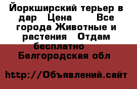 Йоркширский терьер в дар › Цена ­ 1 - Все города Животные и растения » Отдам бесплатно   . Белгородская обл.